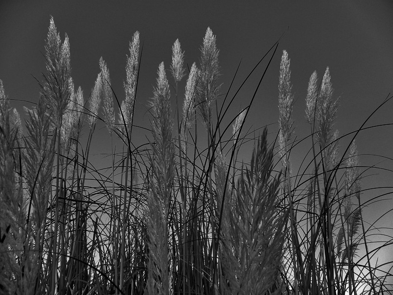 "plumas de luz" de Ricardo Cascio