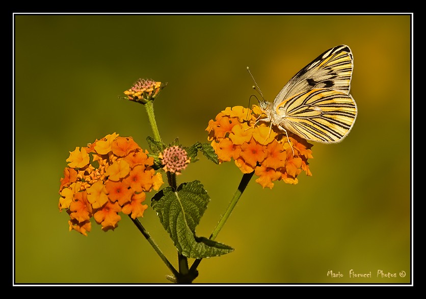 "Mariposa sobre lantana" de Mario Gustavo Fiorucci