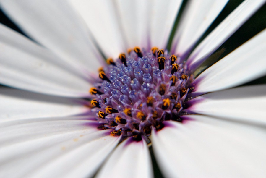 "Flor" de Hernn Muoz