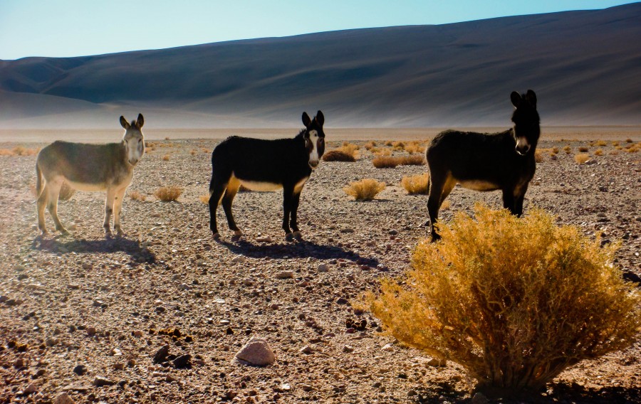 "Tres Burros" de Adrian Courtade