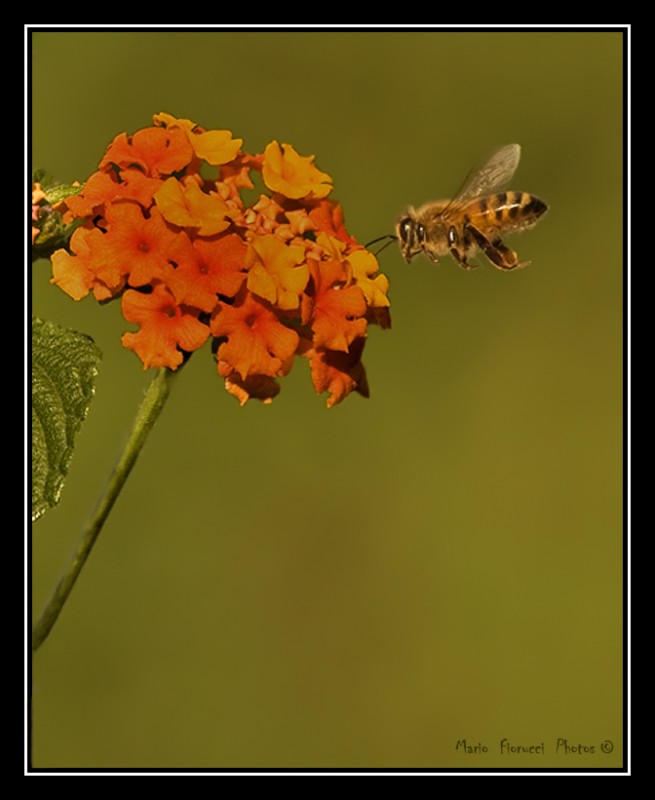 "El vuelo de la abeja" de Mario Gustavo Fiorucci