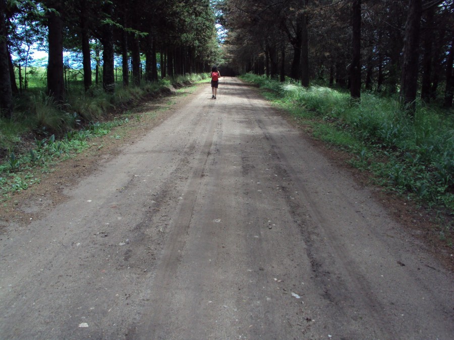 "caminante" de Lidia Noemi Olivera