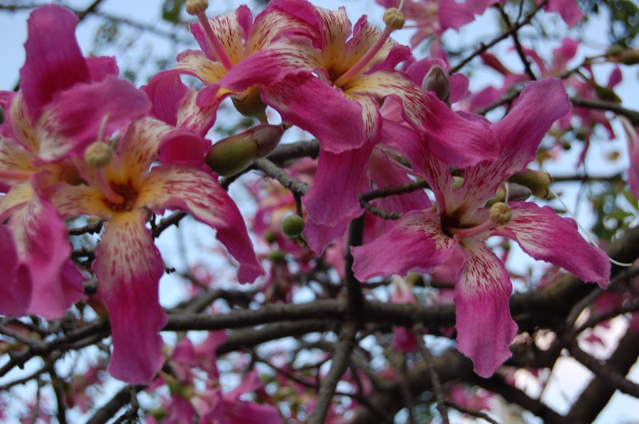 "Flores...." de Romina Esponda