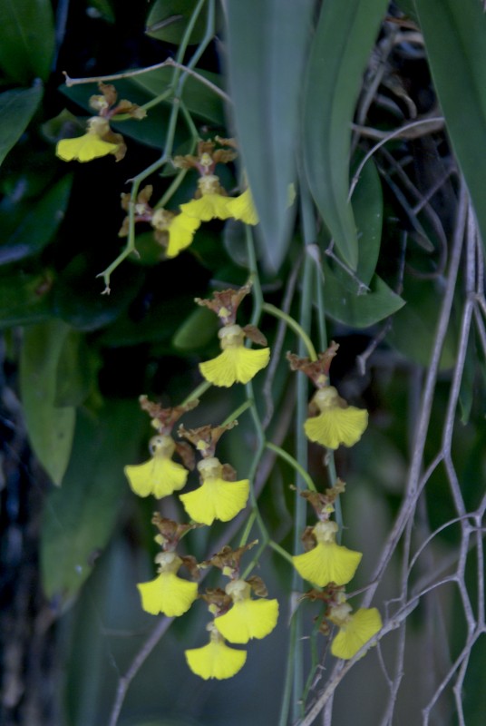 "Orquideas" de Ricardo Alfredo Borthwick