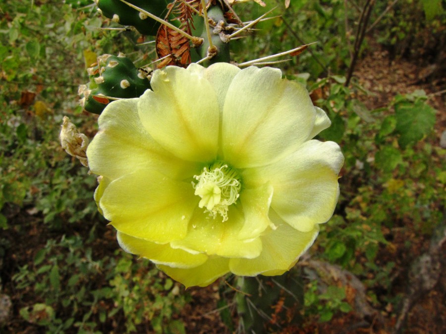 "Flor de cctus" de Wilson G. Mendoza.