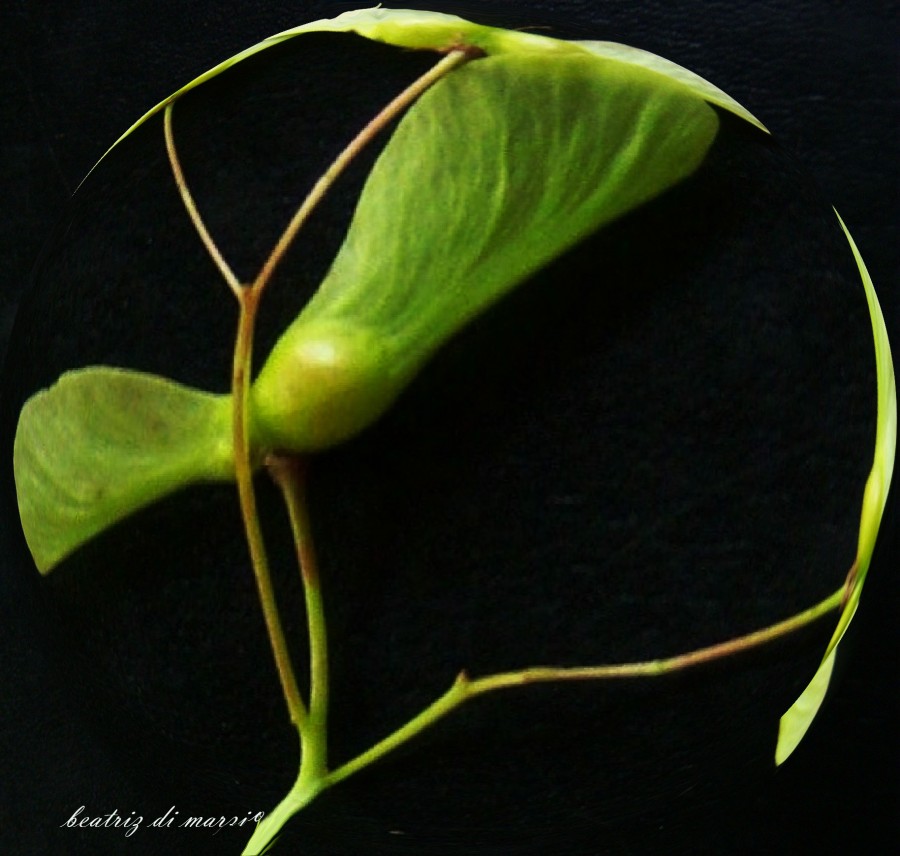 "samara de acer palmatum" de Beatriz Di Marzio