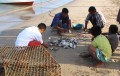 Trabajos de pescadores