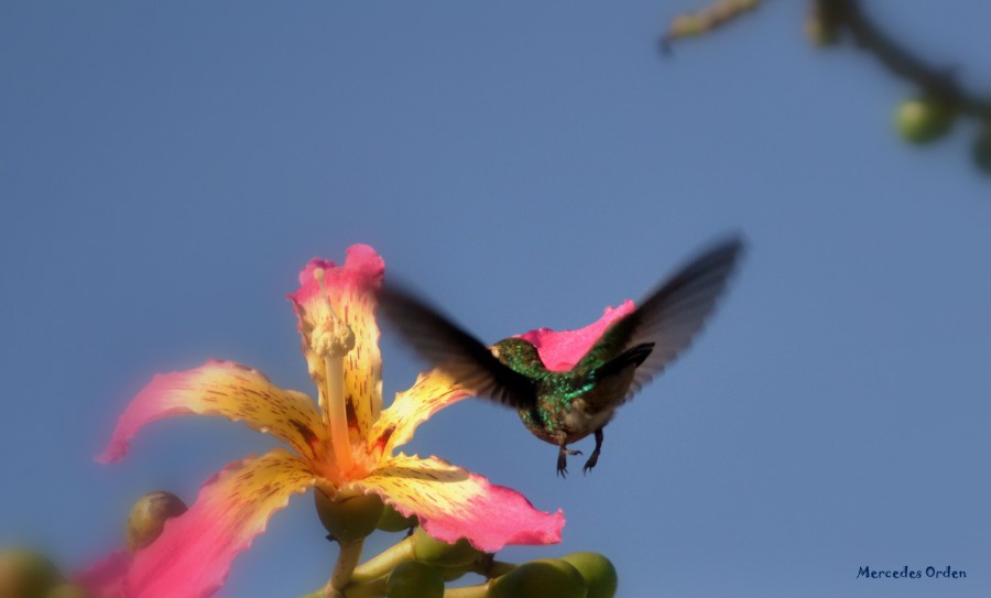 "colibr (1)" de Mercedes Orden
