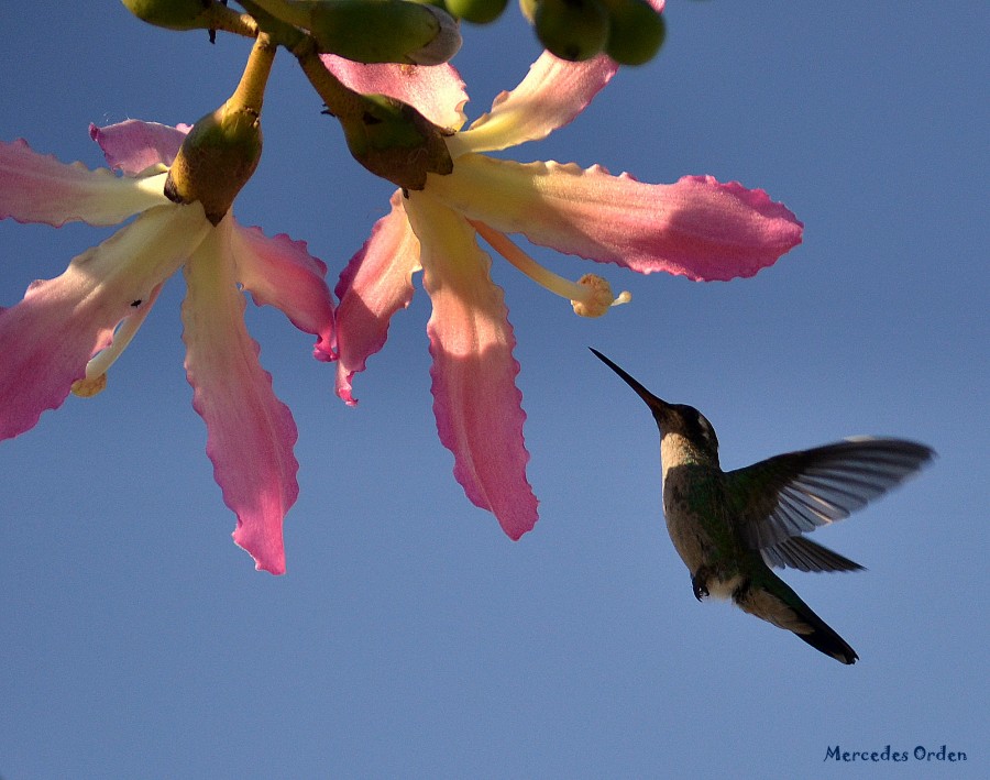 "colibr (2)" de Mercedes Orden