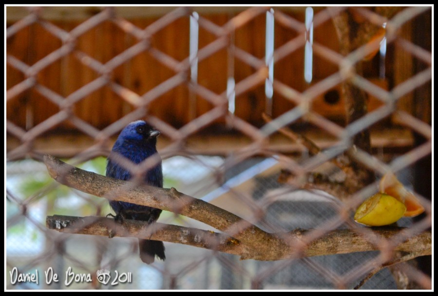 "Bluebird" de Daniel De Bona