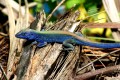 lizard in blue