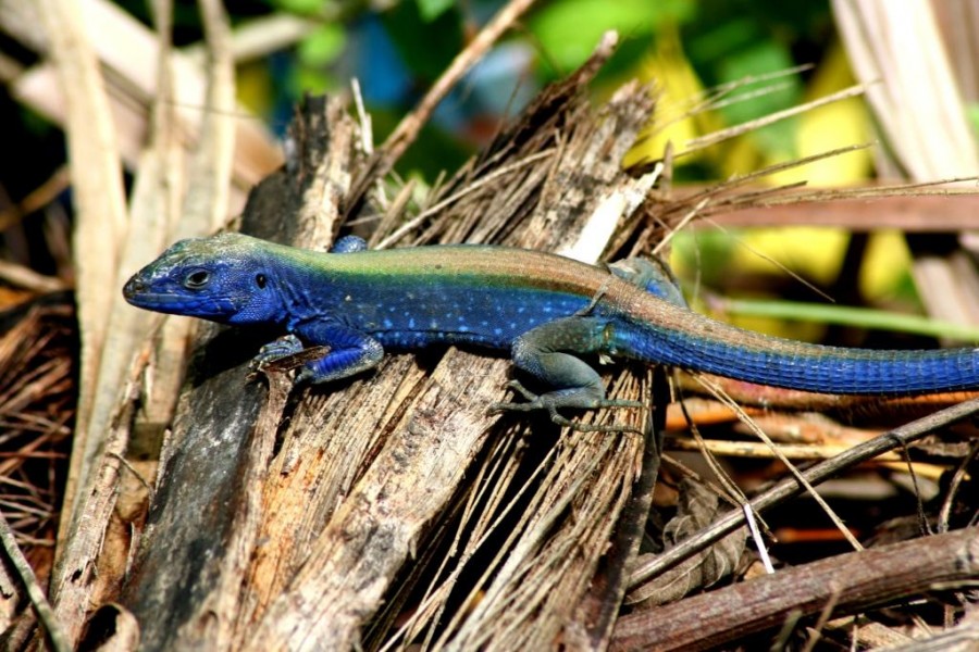 "lizard in blue" de Rubn Quintana