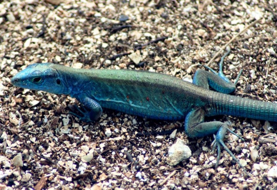 "lizard in blue II" de Rubn Quintana