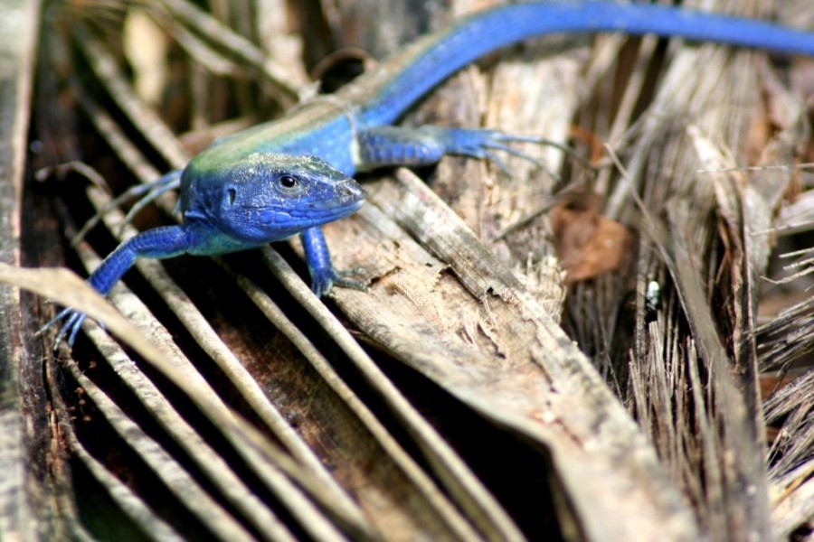 "lizard in blue III" de Rubn Quintana