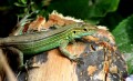 lizard in green