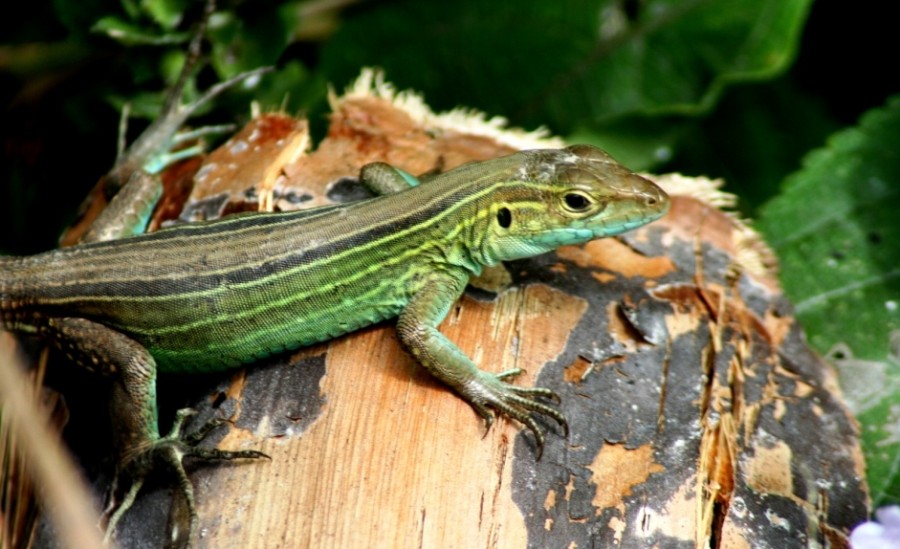 "lizard in green" de Rubn Quintana