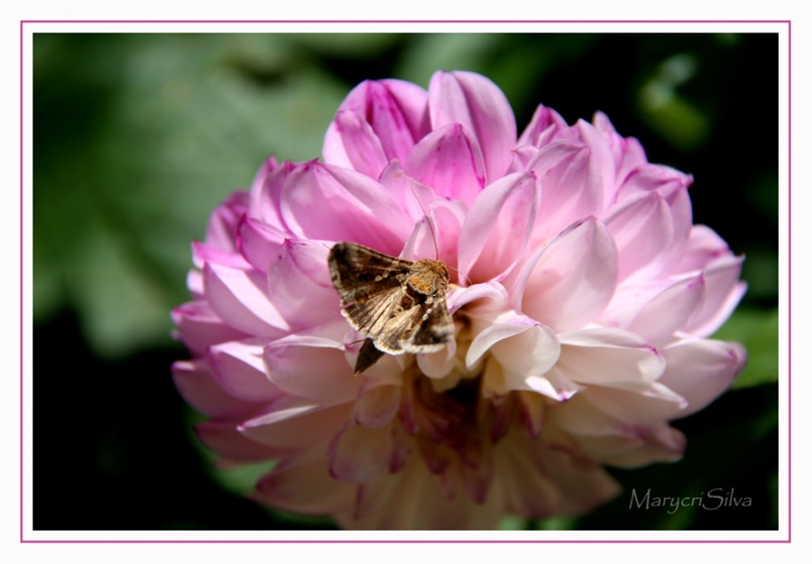 "Una linda mariposa sobre una contenta dalia" de Maria Cristina Silva