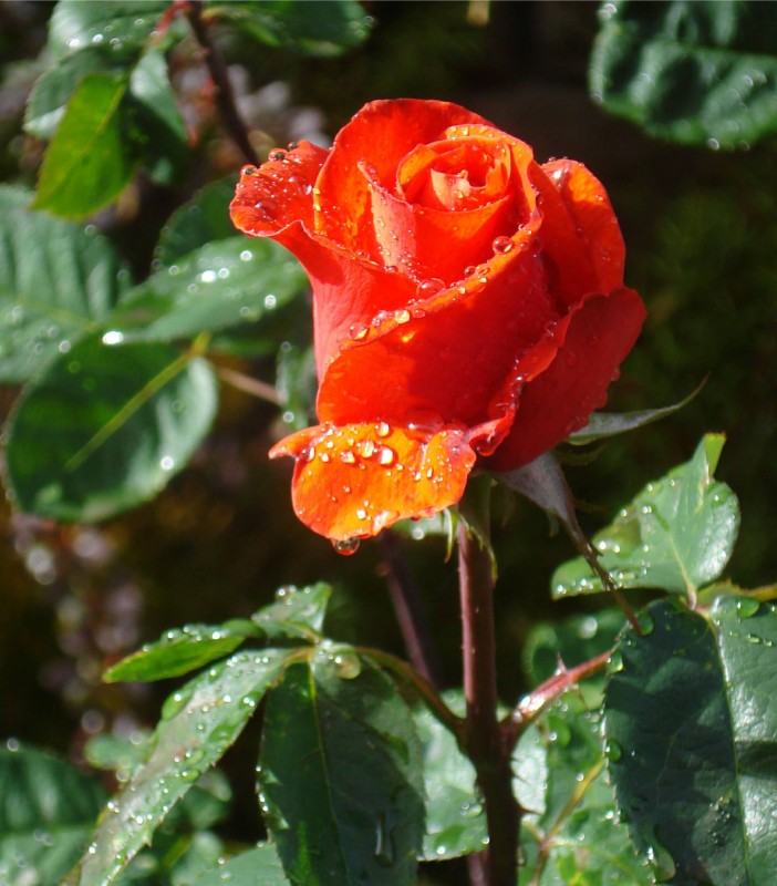 "gotas de lluvia" de Ernesto Grun