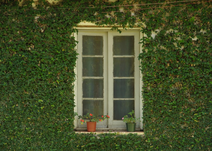 "La ventana" de Ricardo Luis Zedler