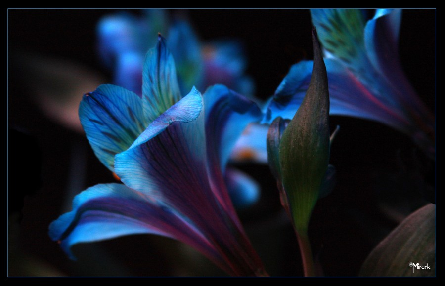 "Tan azul" de Mirta Steinberg