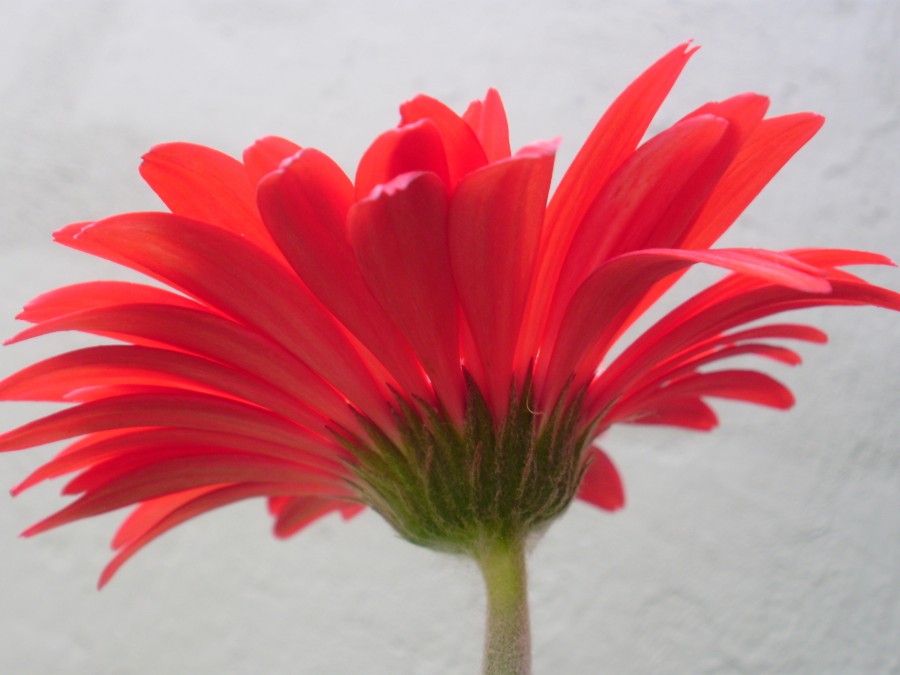 "Petalos rojos" de Silvia Olliari