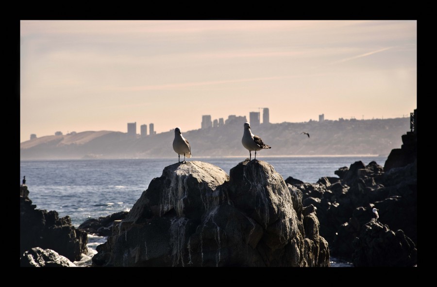 "El mirador de las gaviotas" de Analia Coccolo