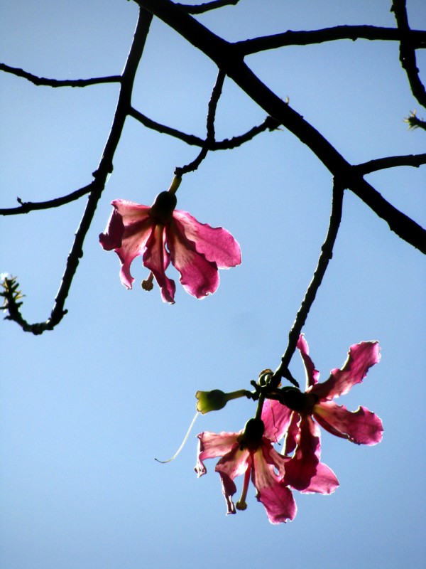 "flores. (de la serie `Palo Borracho`)" de Jorge Mariscotti (piti)