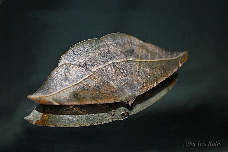 "Mariposa nocturna" de Solis Alba Iris