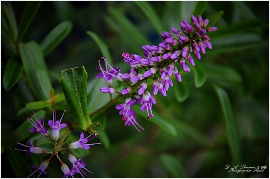 "Violacea" de Daniel A. Larrondo