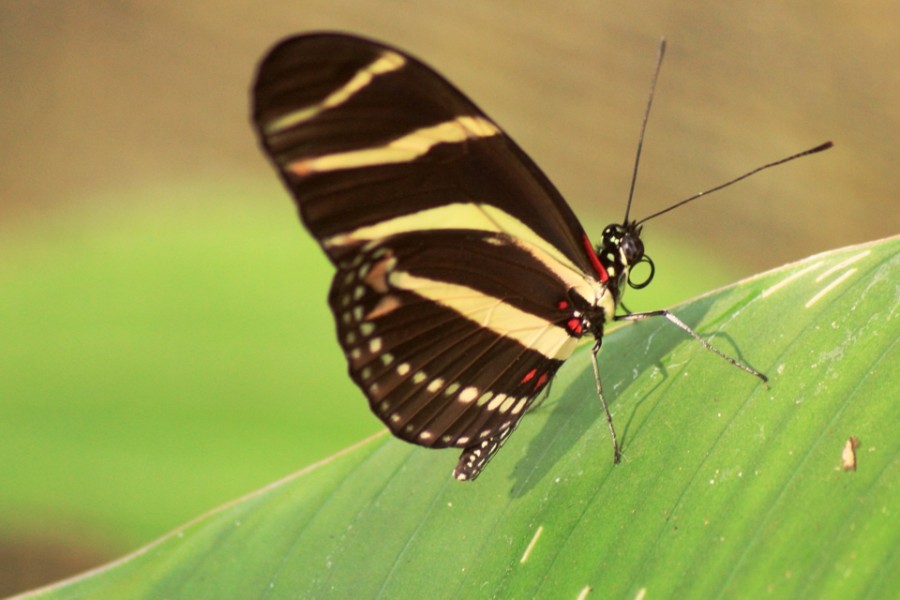 "Mariposa" de Virgilio Rodriguez