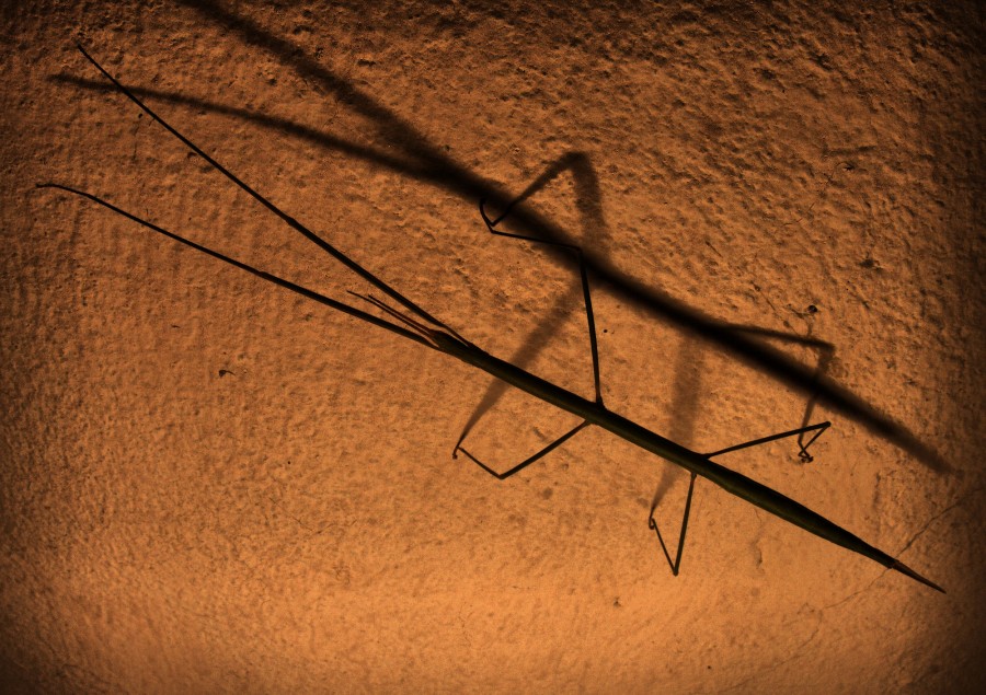 "Bicho palo. ( Phasmatodea )" de Mario Tizn