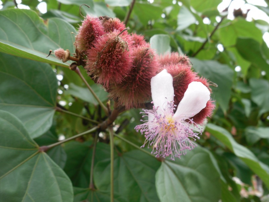 "Flor y futo" de Ana Maria Real