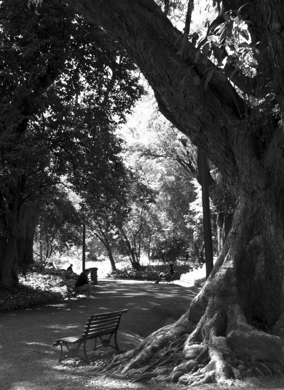 "Sendero II" de Ricardo Alfredo Borthwick