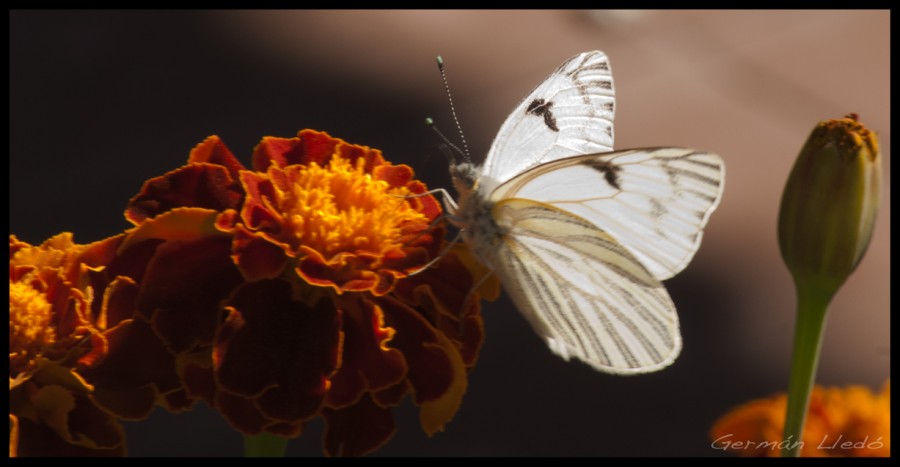 "Mariposa Blanca" de German Lled