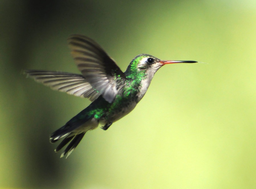 "vuelo a la luz" de Edith Polverini