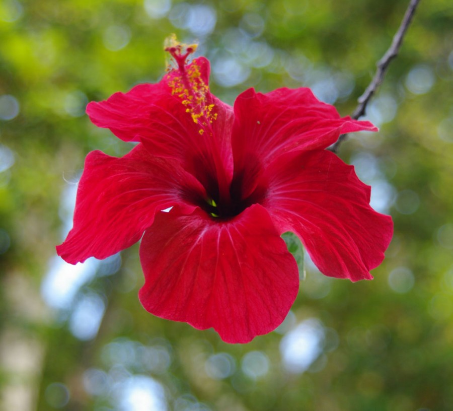 "Rosa china roja" de Ricardo Luis Zedler