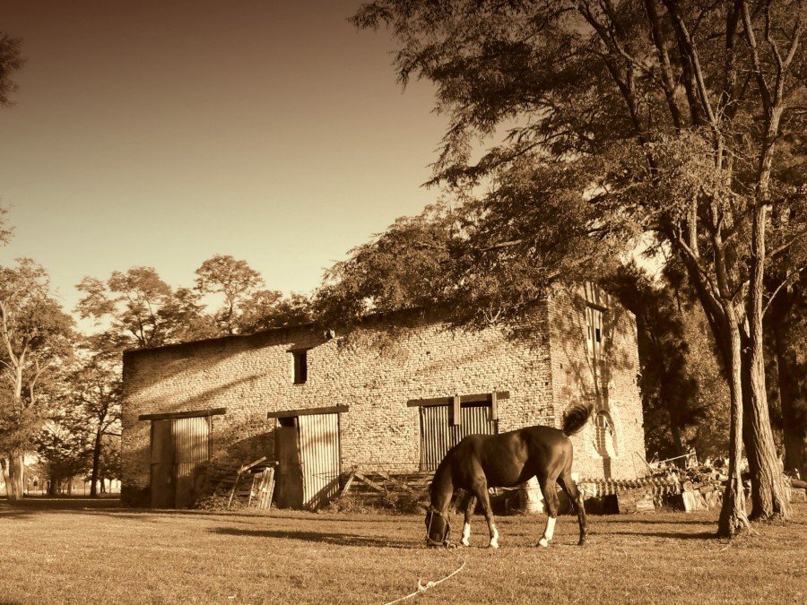 "El caballo atado" de Julia Tedesco