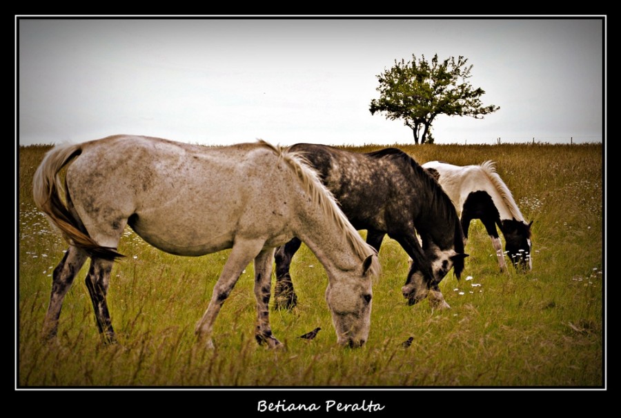 "Ritmo Equino!" de Betiana Peralta