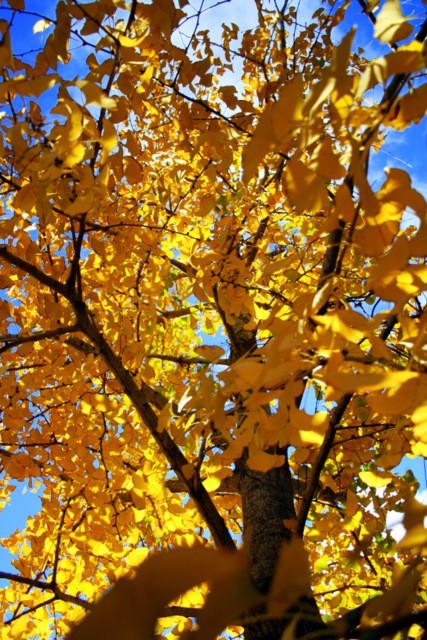 "Otoo ginkgo biloba" de Emilia Bentorino