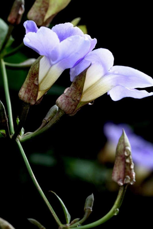 "florecidas" de Vernica Dana