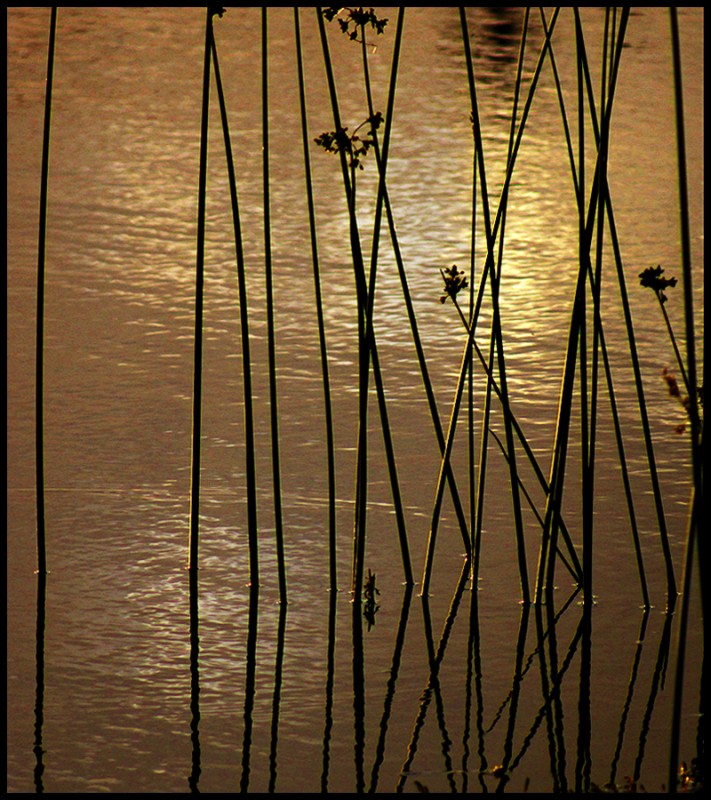 "Reflejos dorados" de Eli - Elisabet Ferrari