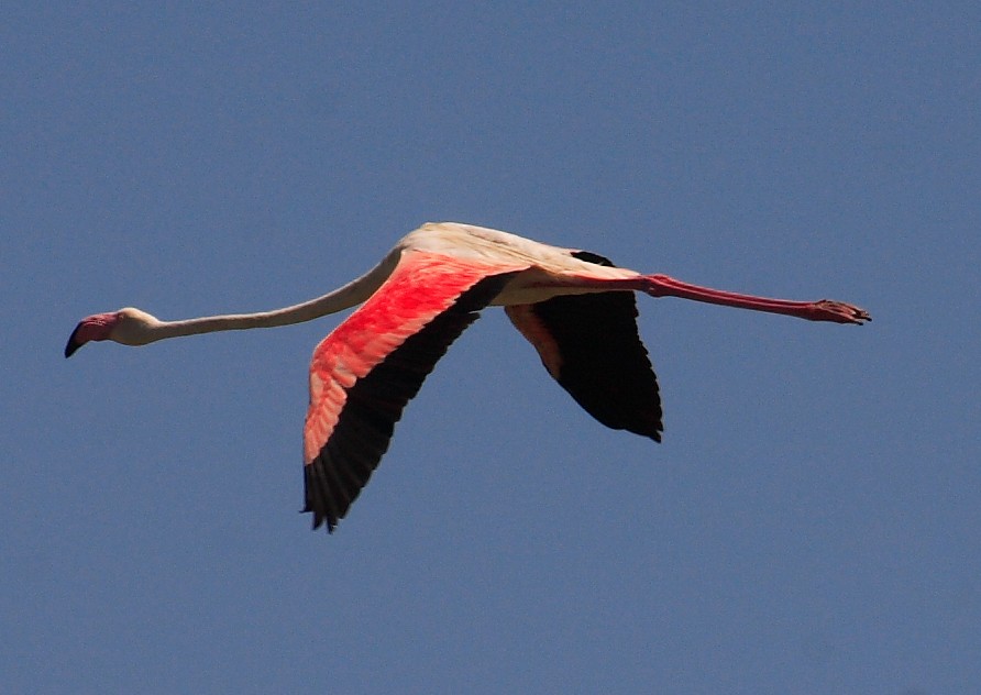 "El majestuoso vuelo" de Manuel Angel Patio