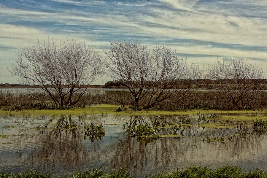 "Tarde en la laguna" de Stella Maris Kippke