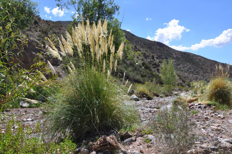 "Potrerillos - Mendoza.-" de Jose Alberto Vicente