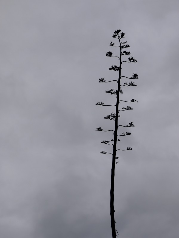 "El rbol de la vida" de Jorge A. Buscaglia