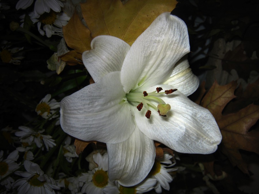 "Belleza floral" de Mara Griselda Garca Cuerva