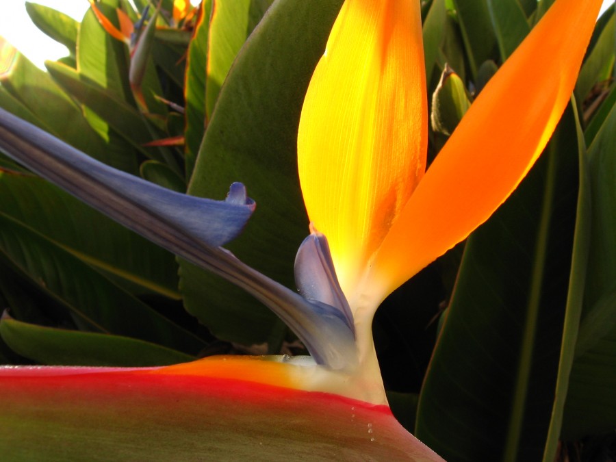 "Strelitzia reginae" de Alejandro Bringas