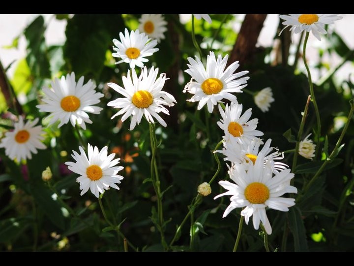 "Flores 2" de Juan Jos Braun