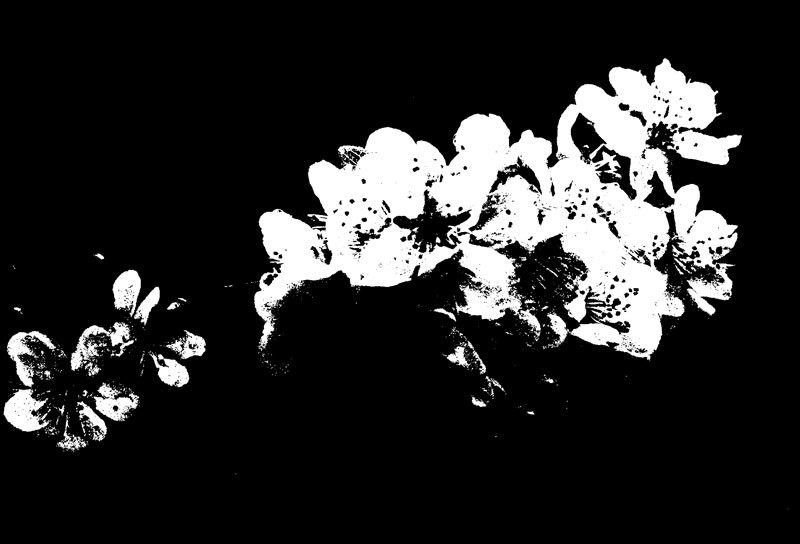 "Flores sobre negro." de Felipe Martnez Prez