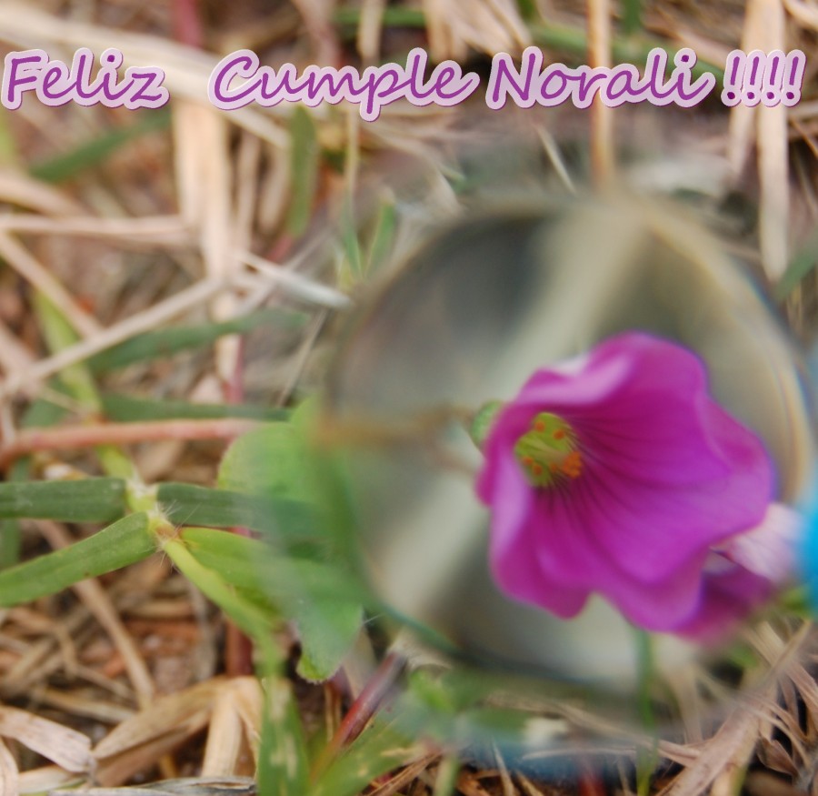 "Feliz cumple Norali!!!!!!!" de Romina Esponda